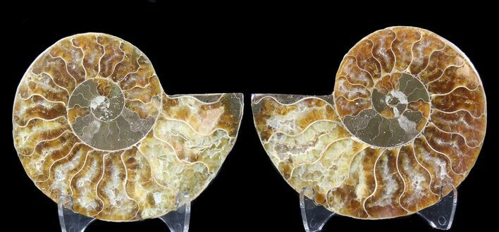 Sliced Fossil Ammonite Pair - Agatized #39595